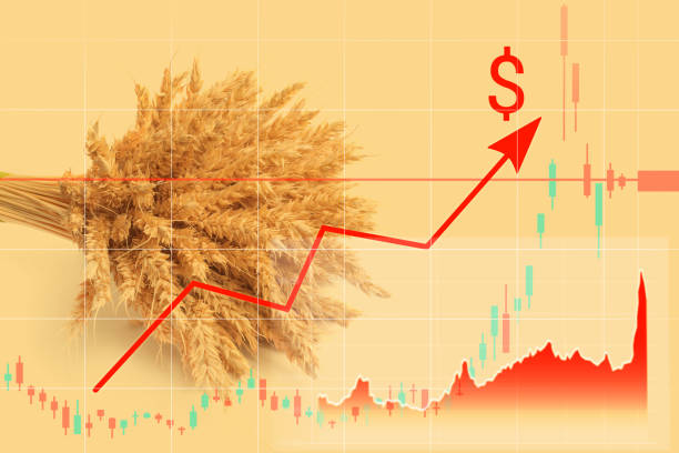 كيفية التداول في أسواق القمح ؟